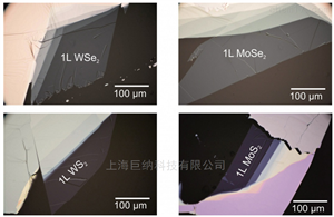 2DNext大面积机械剥离单层材料（WSe2, WS2）
